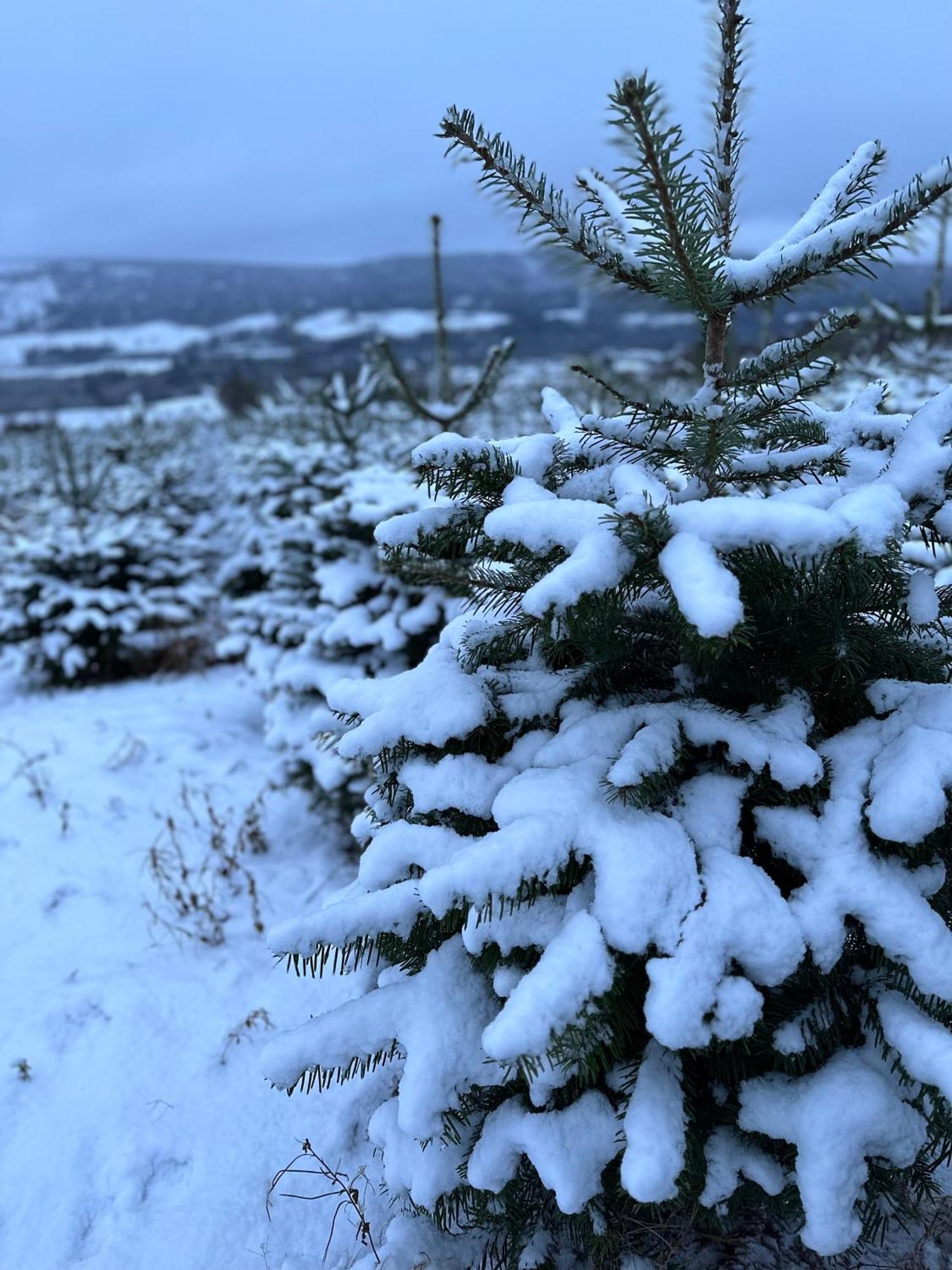 Kinnaird Woodland Lodges Pitlochry Esterno foto