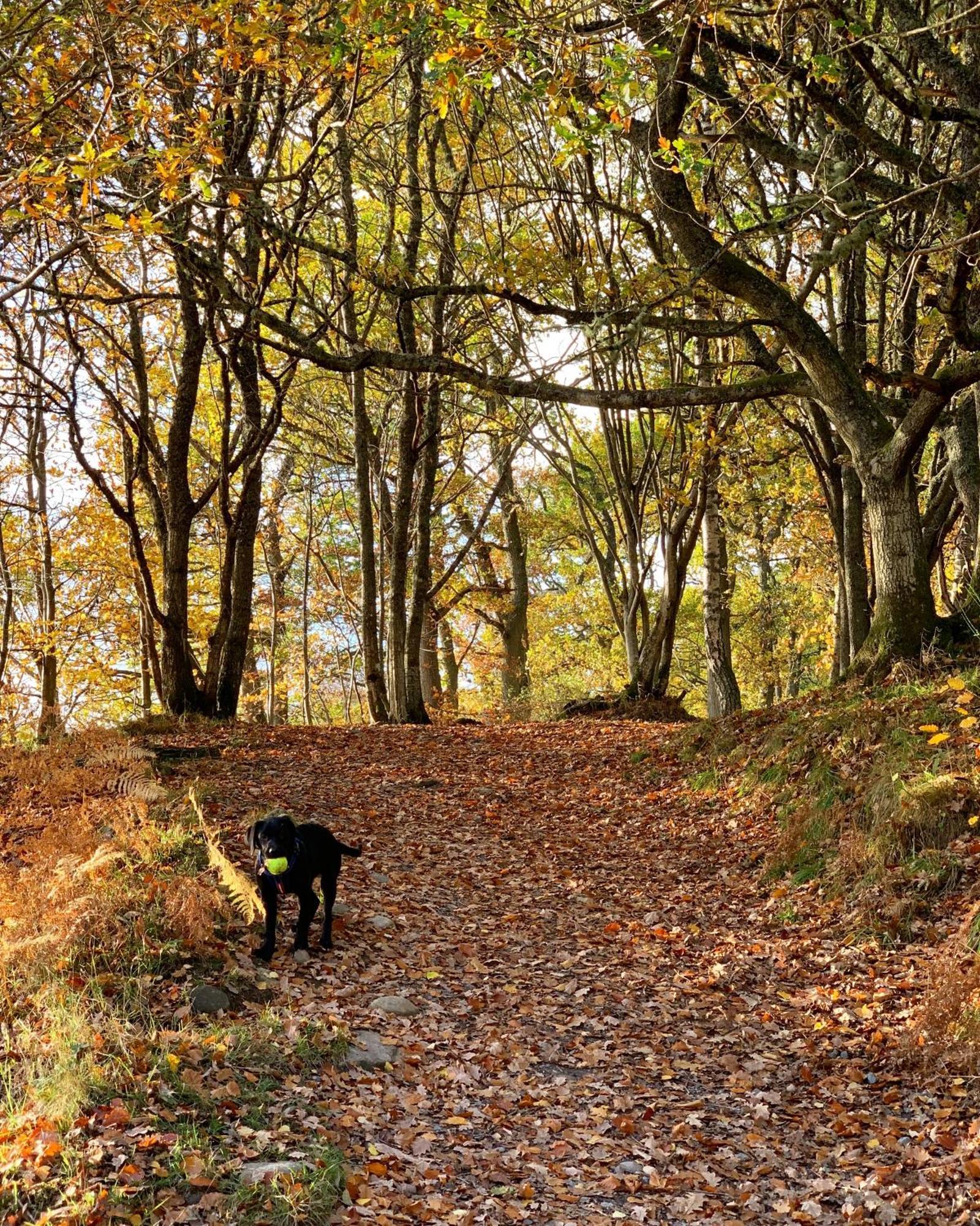 Kinnaird Woodland Lodges Pitlochry Esterno foto